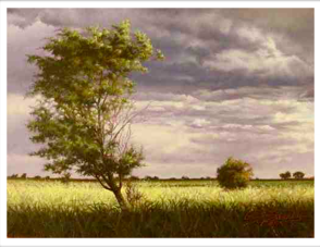 Oils